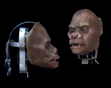 Cabeza Chimpance