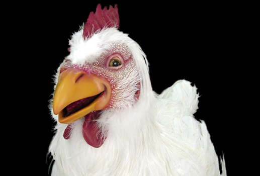 Pollo Bachoco